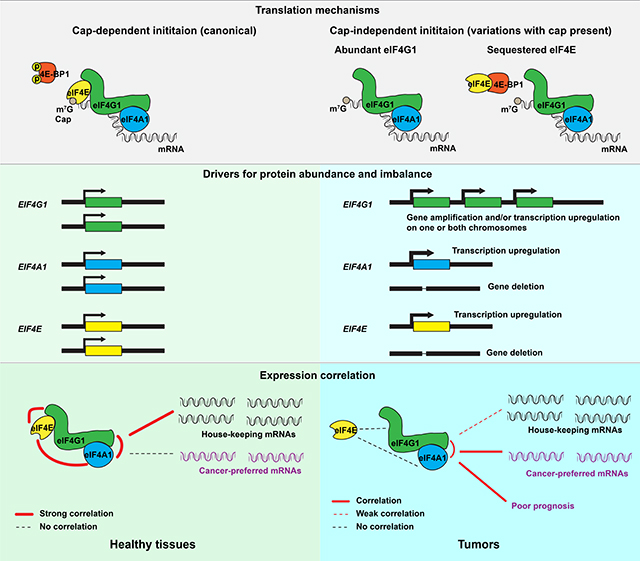 graphic file with name nihms-1730088-f0007.jpg