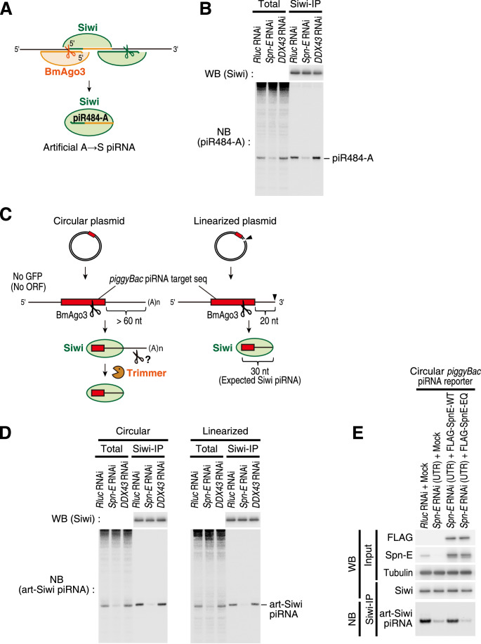 The Dual Role Of Spn E In Supporting Heterotypic Ping Pong PiRNA Amplification In Silkworms PMC