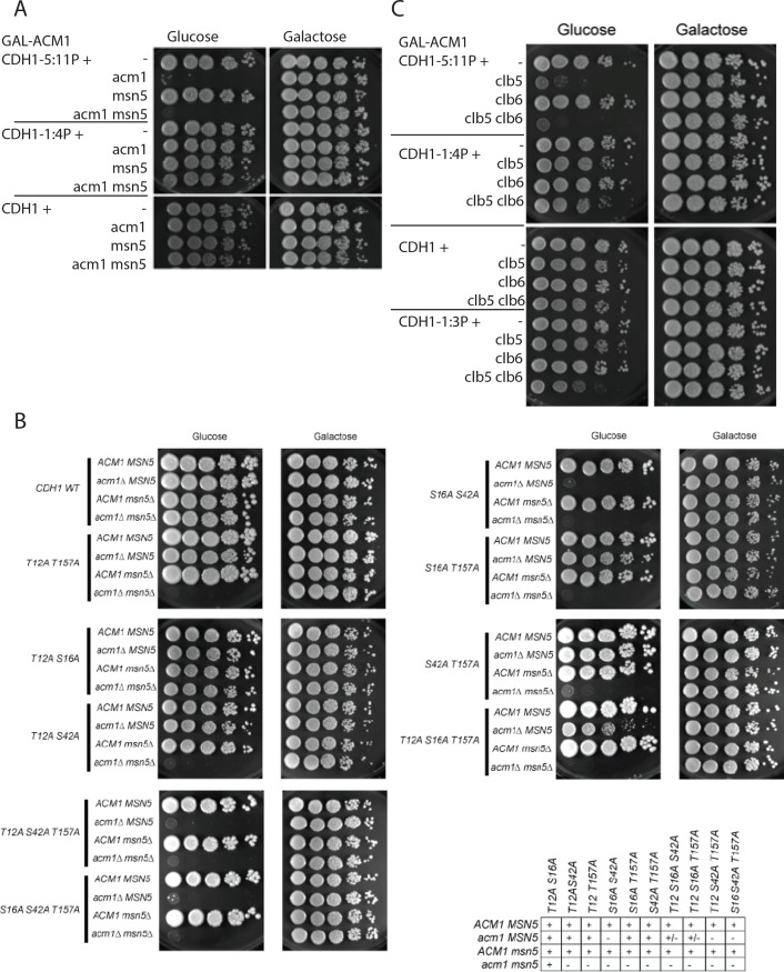 Fig 7