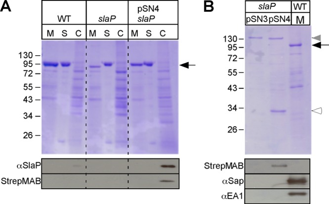 Fig 5