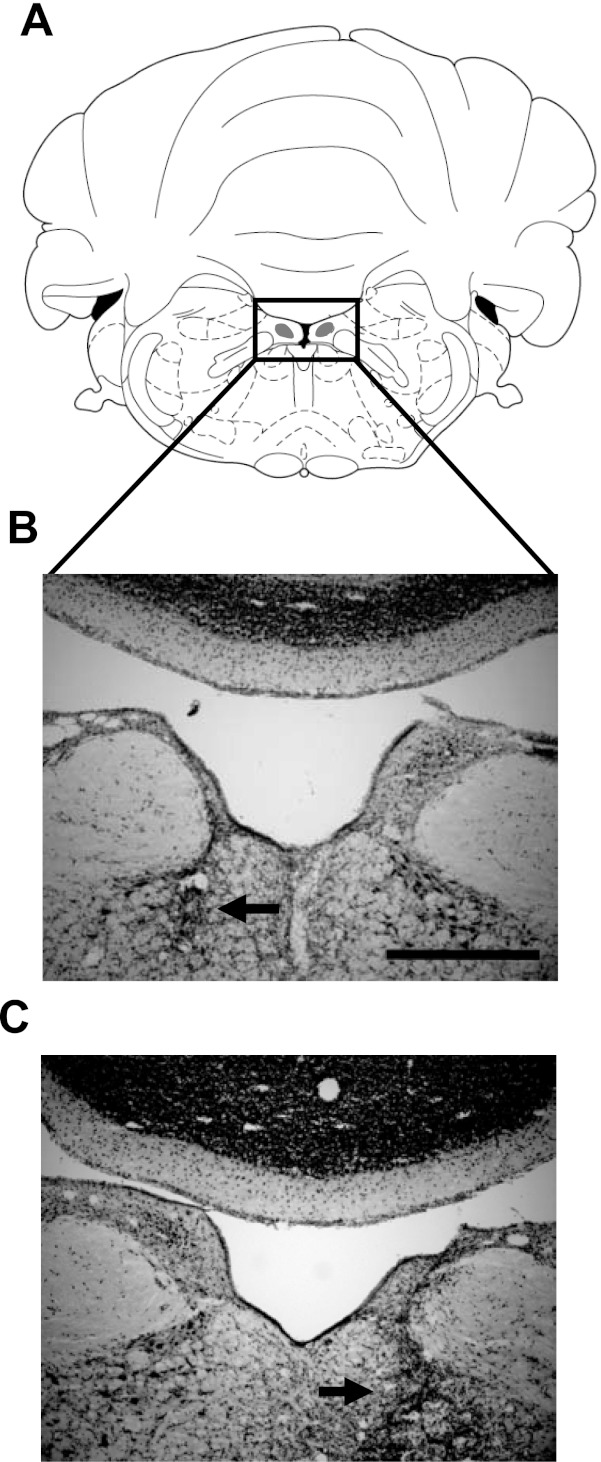 Fig. 8.