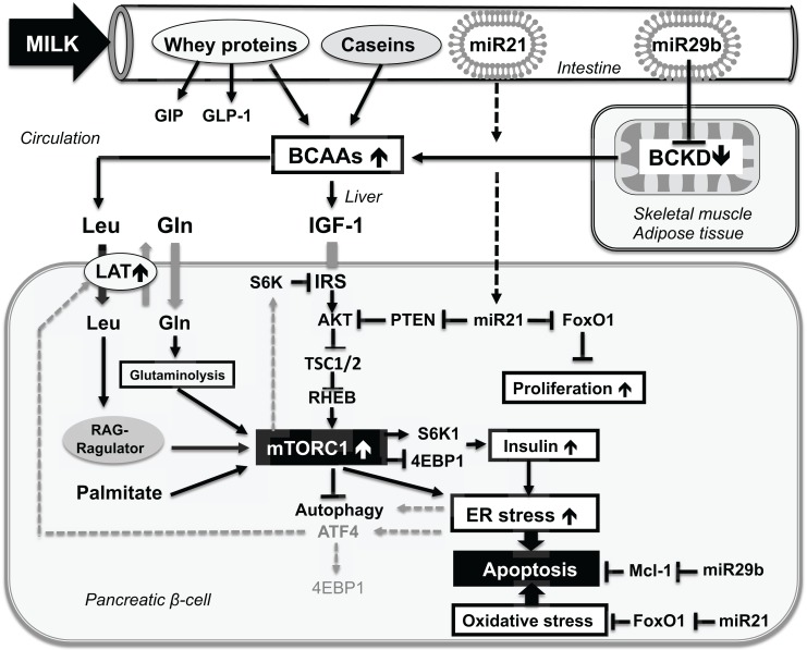 Fig. (1)