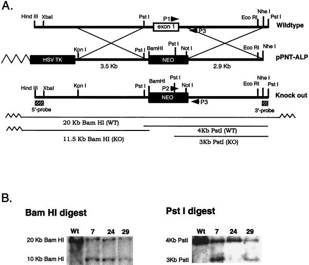 FIG. 1