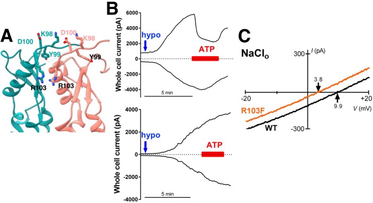 Figure 4—figure supplement 1.