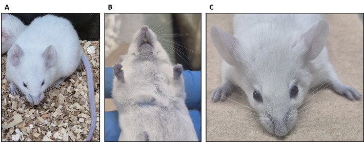 Figure 2.
