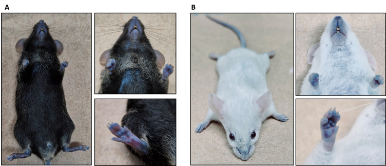 Figure 4.