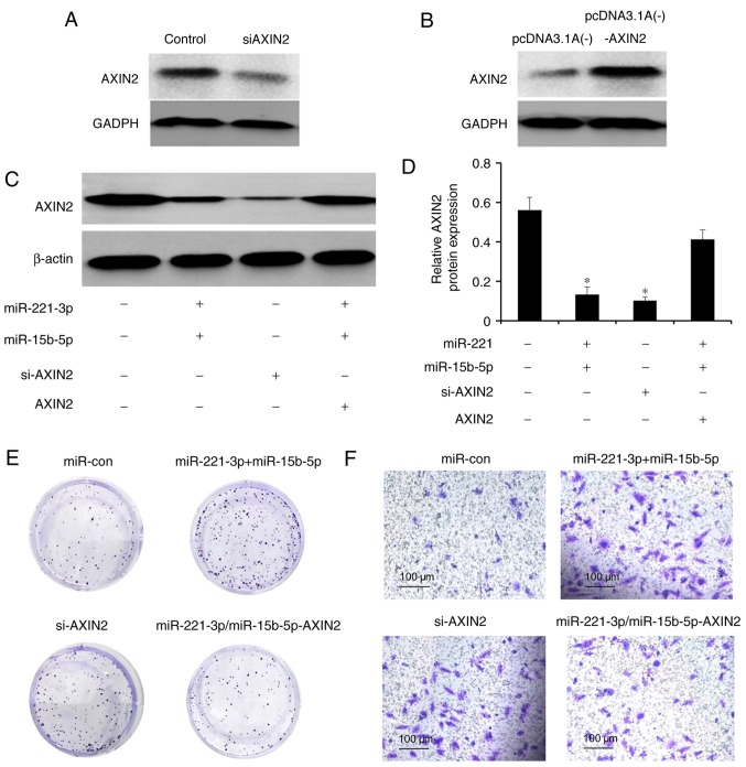 miR-221-3p and miR-15b-5p promote cell proliferation and invasion by ...