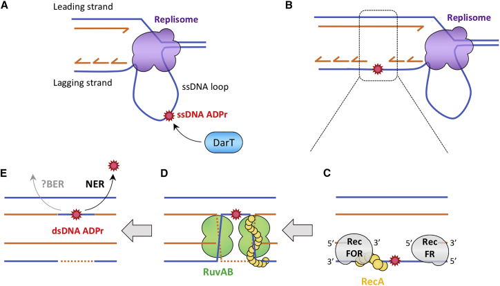 Figure 7