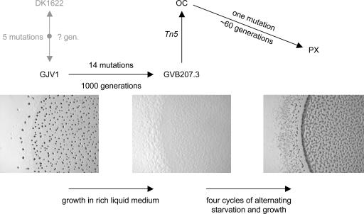 Fig. 1.