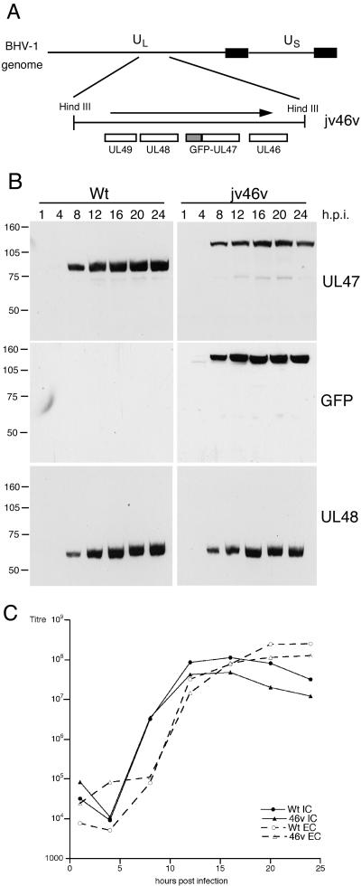 FIG. 1.