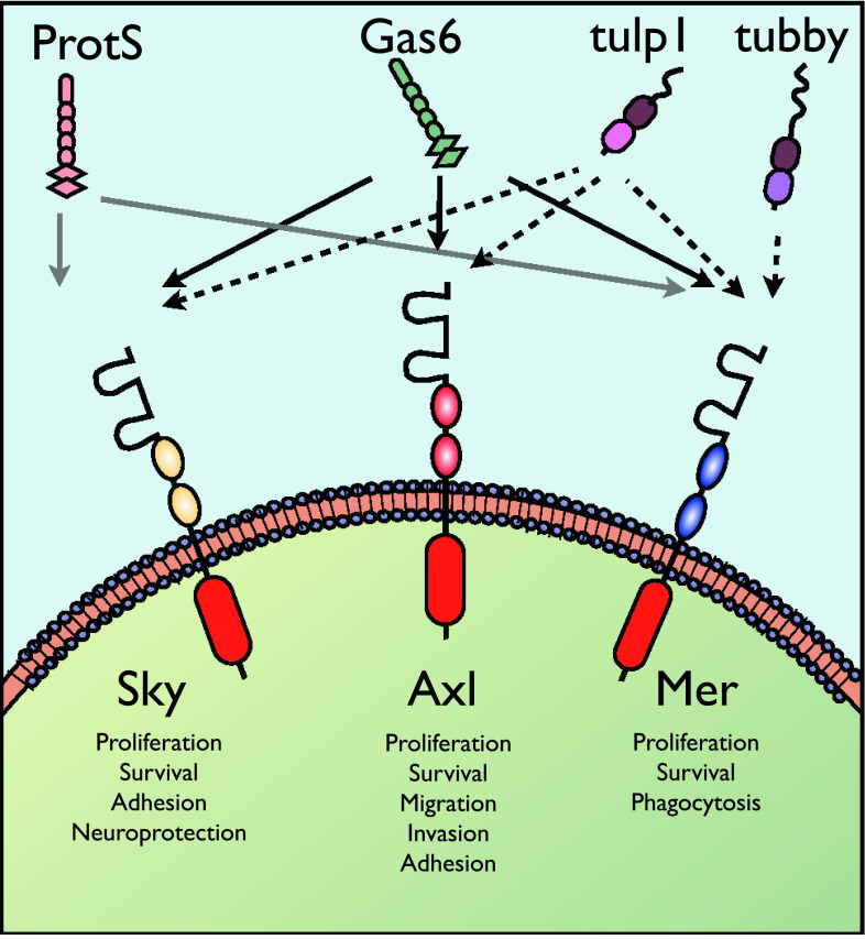 Macrophagetumor Crosstalk Role Of TAMR Tyrosine Kinase Receptors And Of Their Ligands PMC