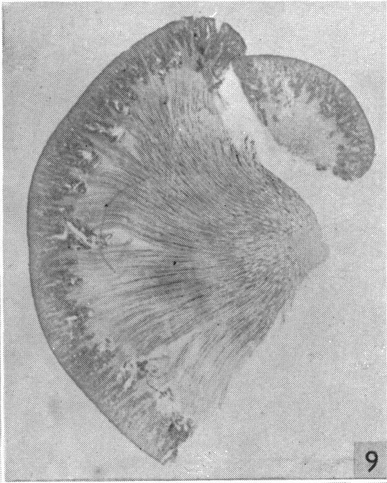 Fig. 9