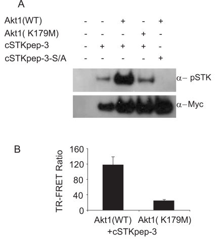 Fig. (5). Case Study 2: AKT dependent cSTKpep-3 phosphorylation.