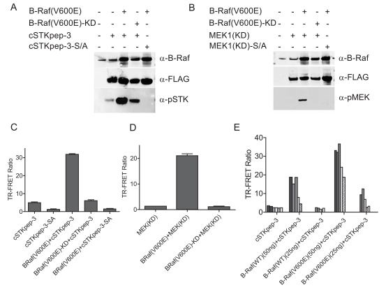 Fig. (2). Case Study 1: B-Raf – Comparison of intracellular cSTKpep-3 vs. Mek1 protein substrates.