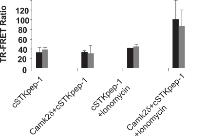 Fig. (8). Induction of CamK2δ activity.