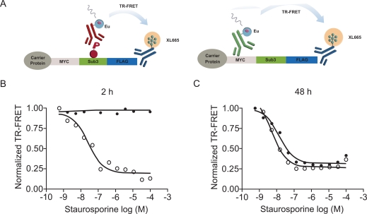 Fig. (6). Quantification of total- and phospho-cSTKpep levels can reveal compound interference. The importance of short compound incubation.