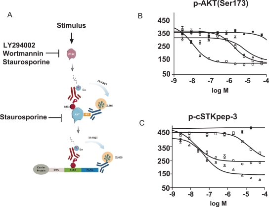 Fig. (7). Targeting the AKT-pathway.