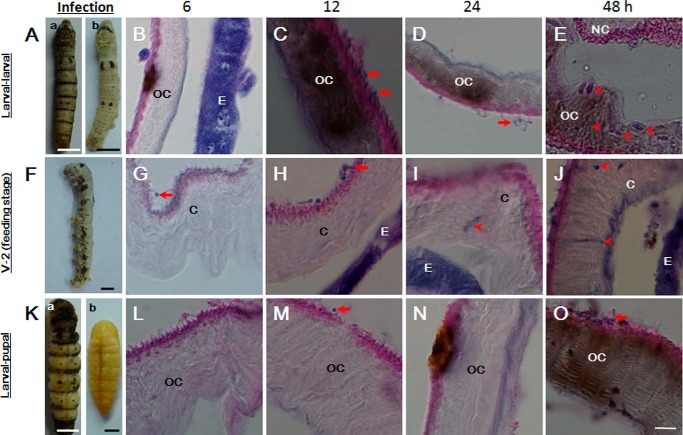 FIGURE 5.