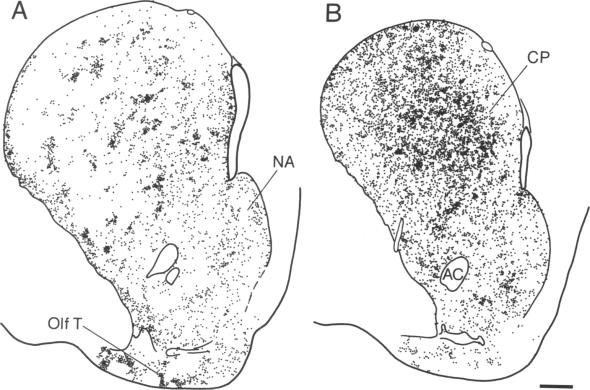 graphic file with name pnas01042-0446-a.jpg