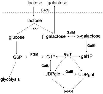 FIG. 1.