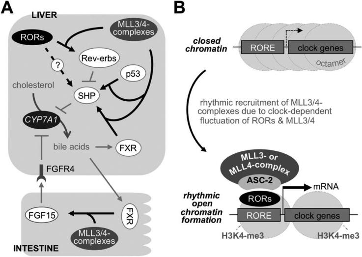 Fig. 8