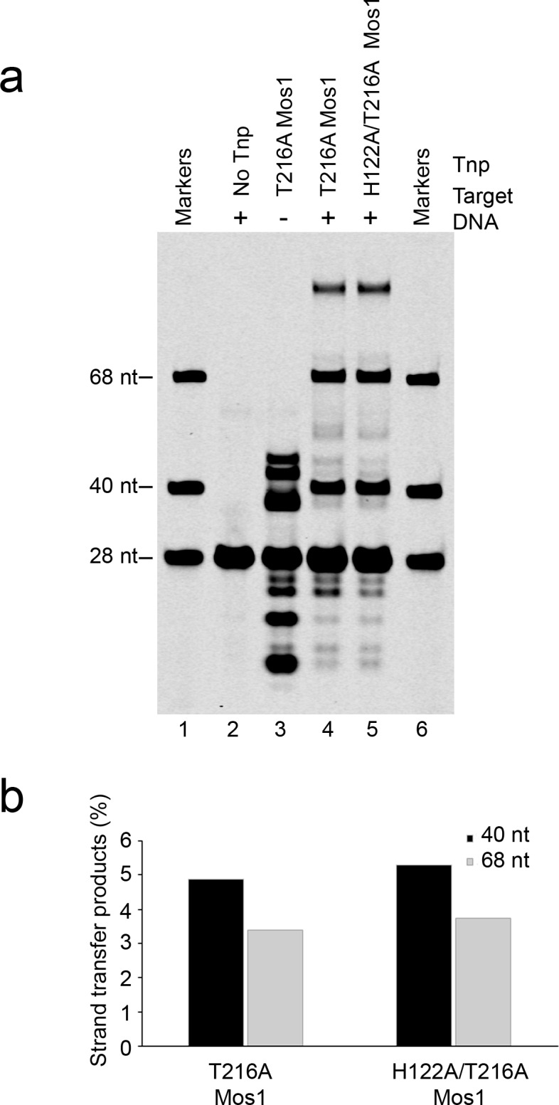 Figure 3—figure supplement 1.