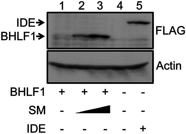 FIG 3