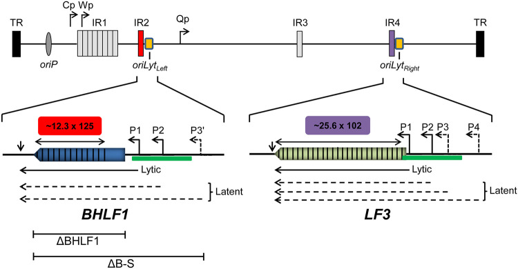 FIG 1