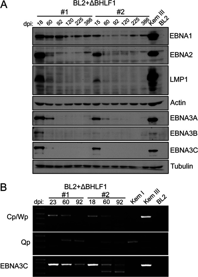 FIG 6