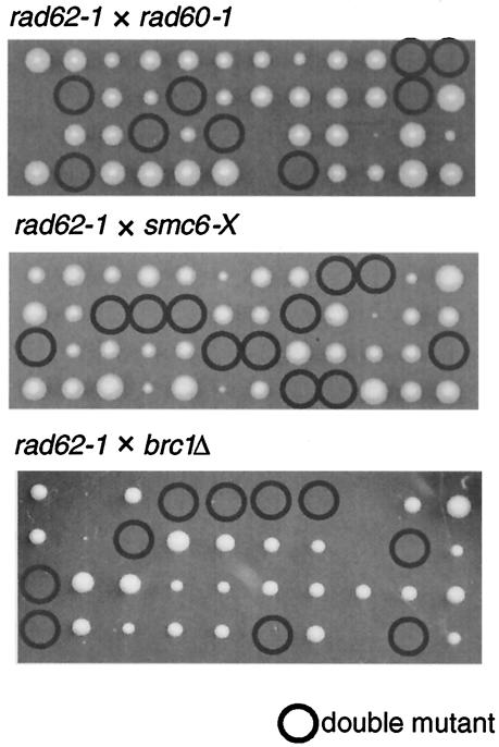 FIG. 5.