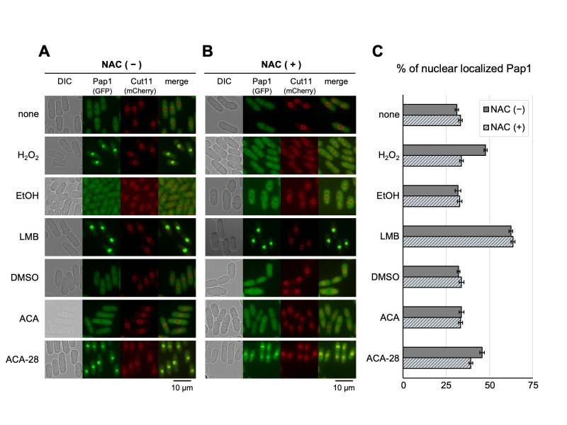 
Figure 1.
ACA-28 stimulates nuclear accumulation of Pap1
