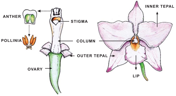 Fig. (1)