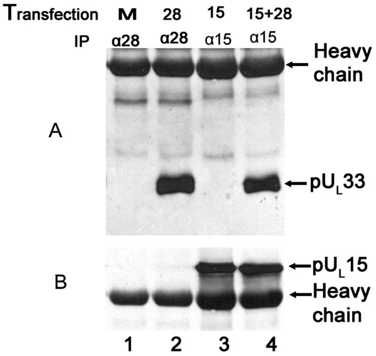 FIG. 5.