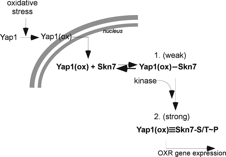 FIG. 12.