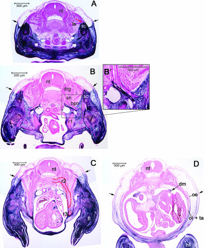 Fig. 10