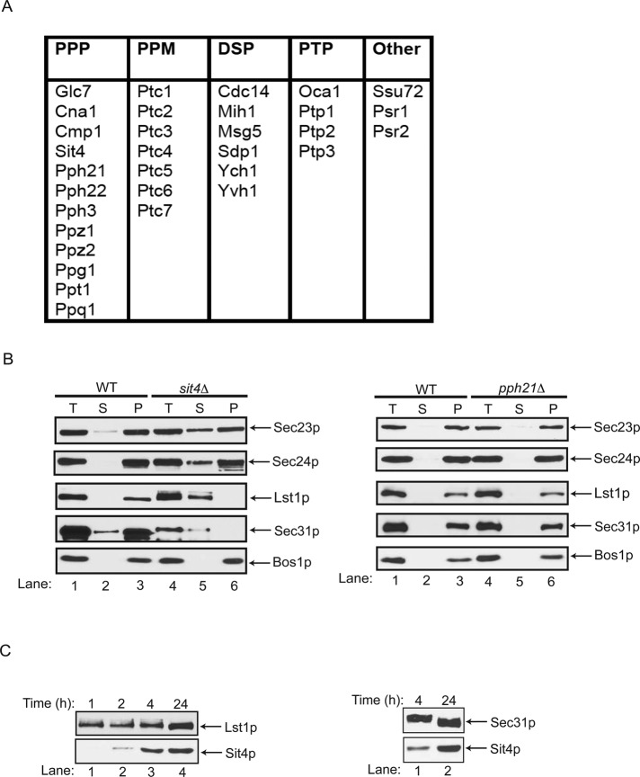 FIGURE 1: