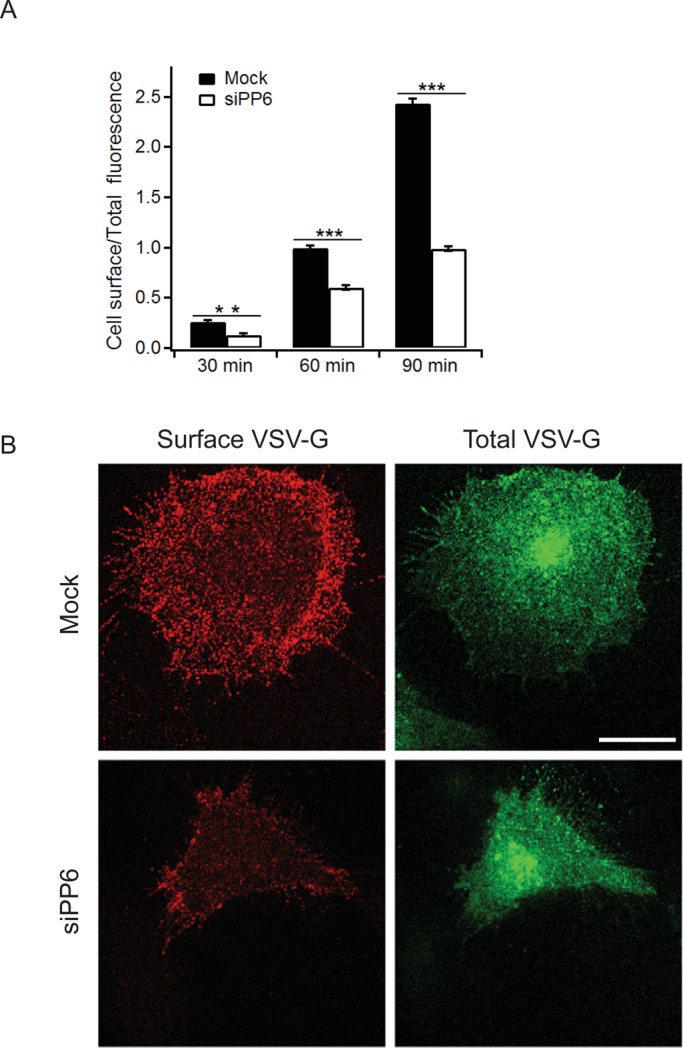 FIGURE 6: