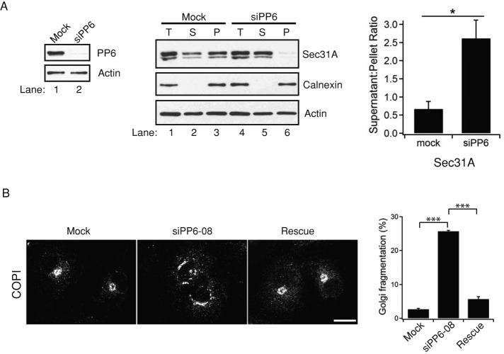 FIGURE 5: