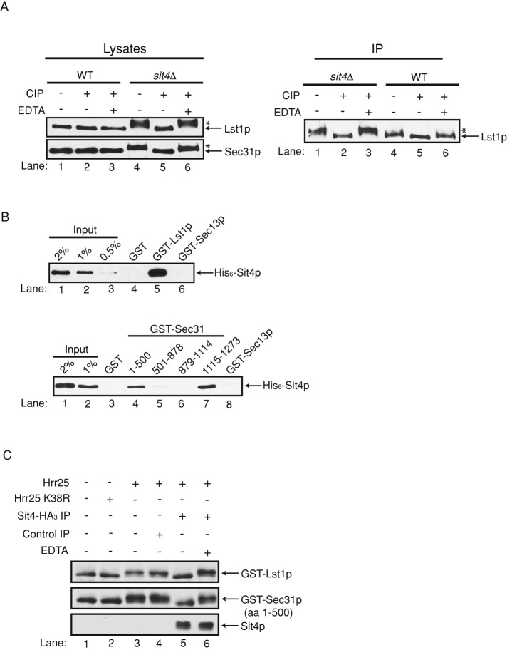 FIGURE 2: