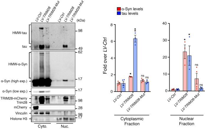 Figure 6—figure supplement 1.