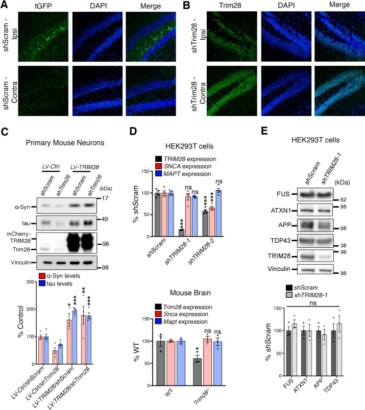 Figure 1—figure supplement 3.