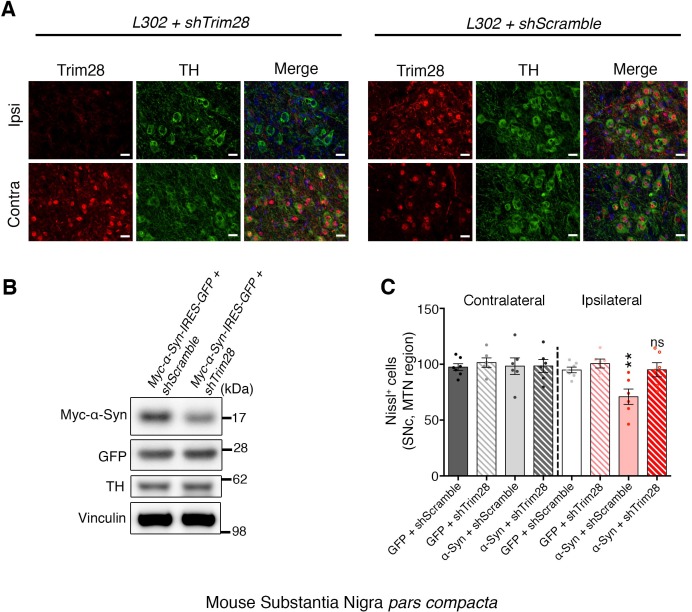 Figure 3—figure supplement 1.