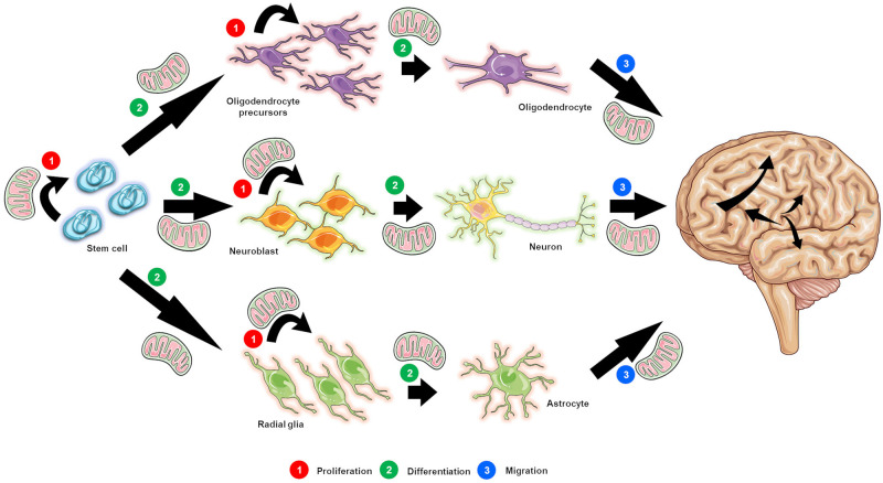 FIGURE 1