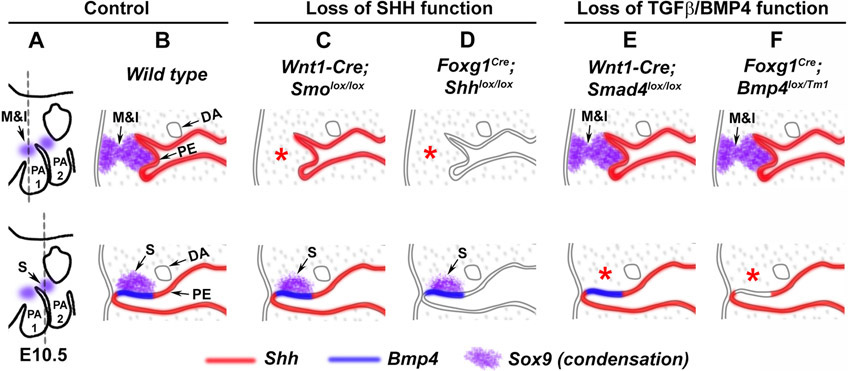 Figure 2: