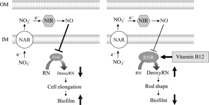 Fig 10