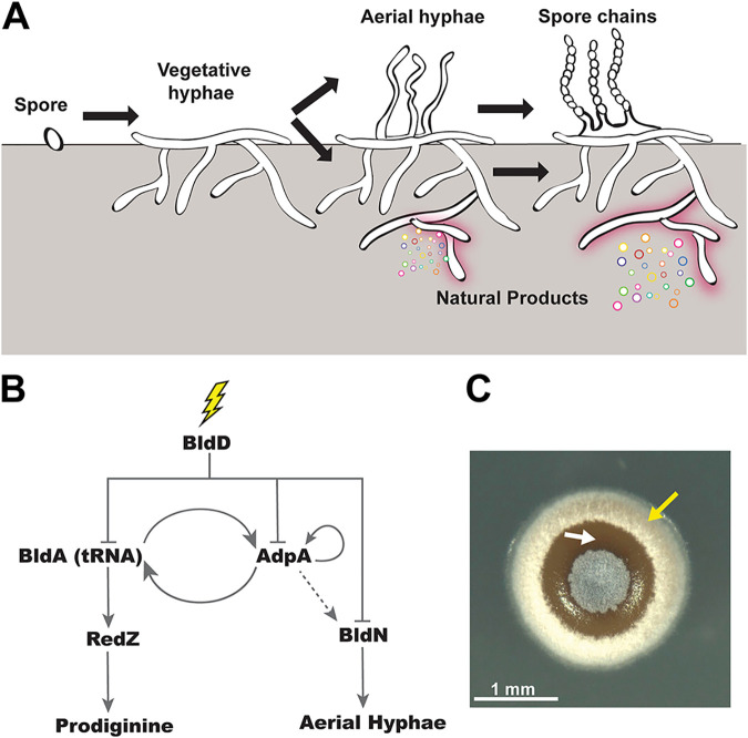 FIG 1