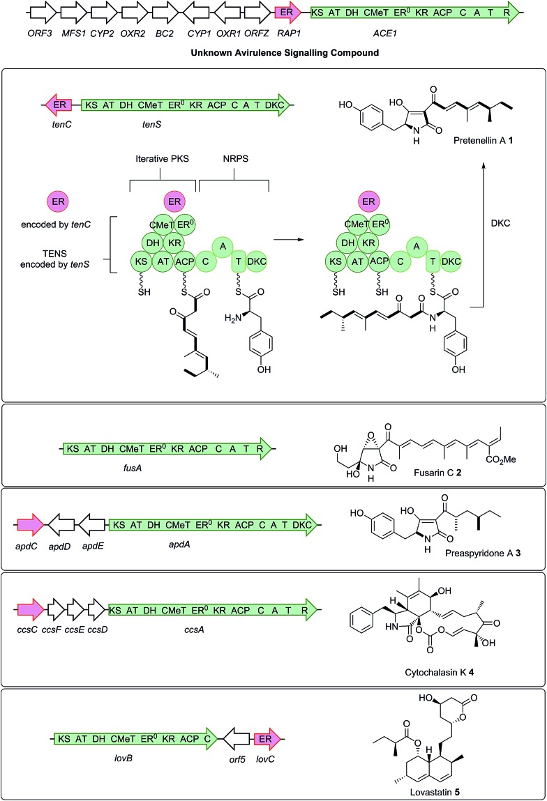 Scheme 1