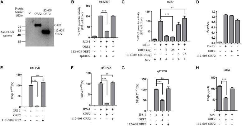 FIGURE 2