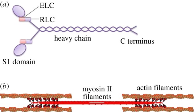 Figure 2.