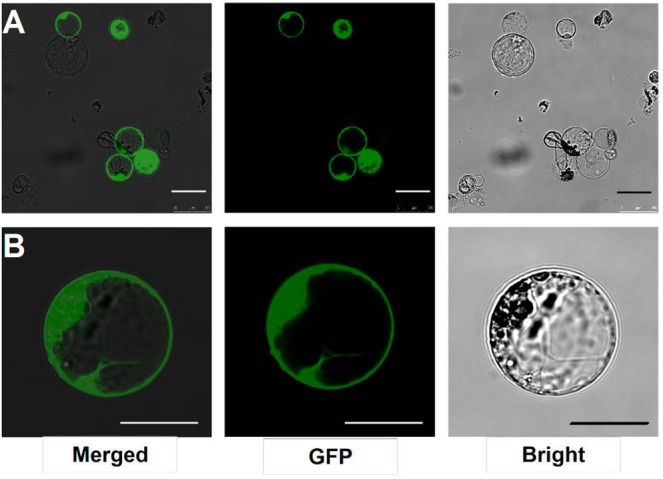 FIGURE 3